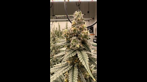 Cultivation P0t Shots