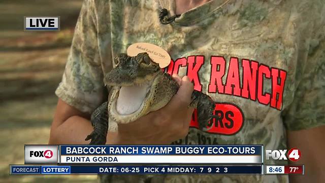 Babcock Ranch offers swamp buggy eco-tours - 8am live report