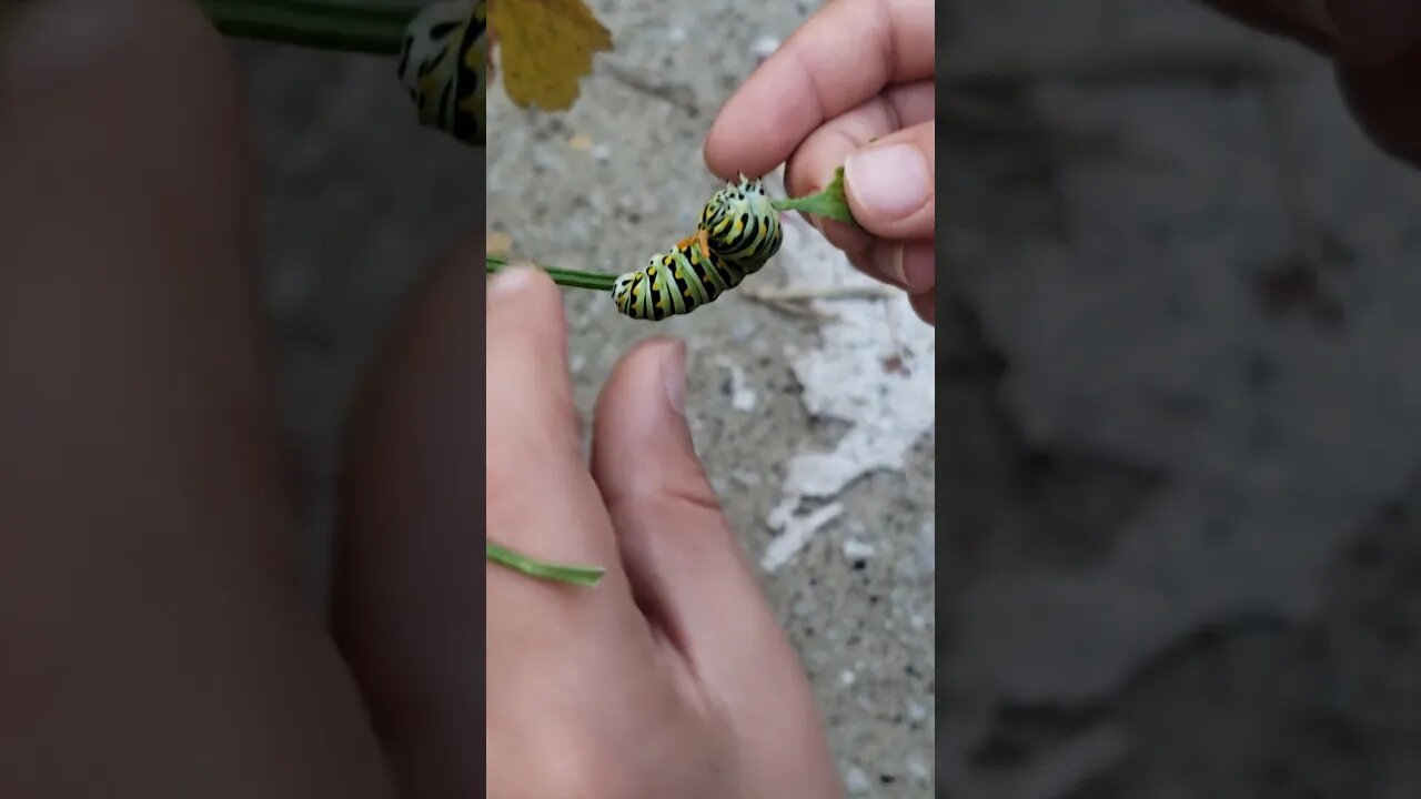 Black Swallowtail Caterpillar sticks out horn?