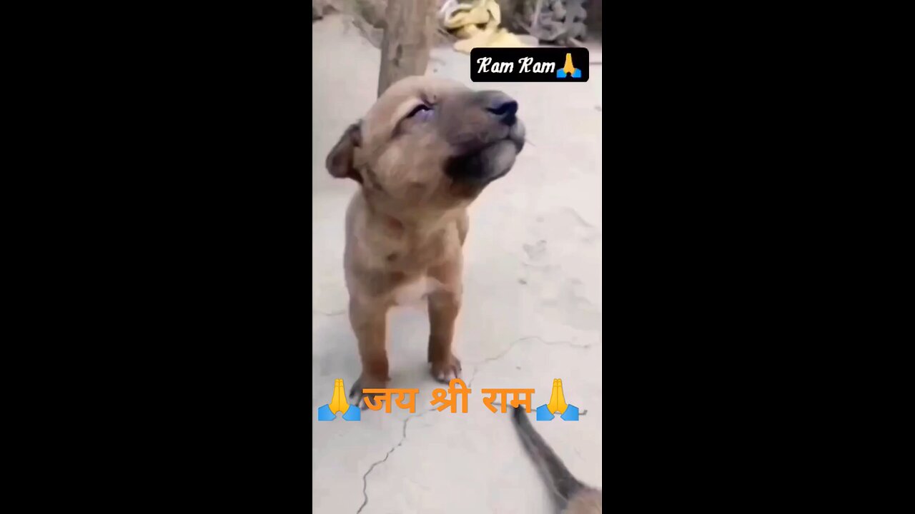 Cute 😍😍 Dog