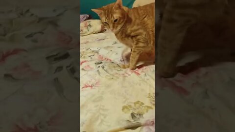 Cat VS onion