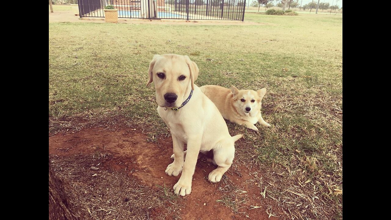 Corgi with other dogs