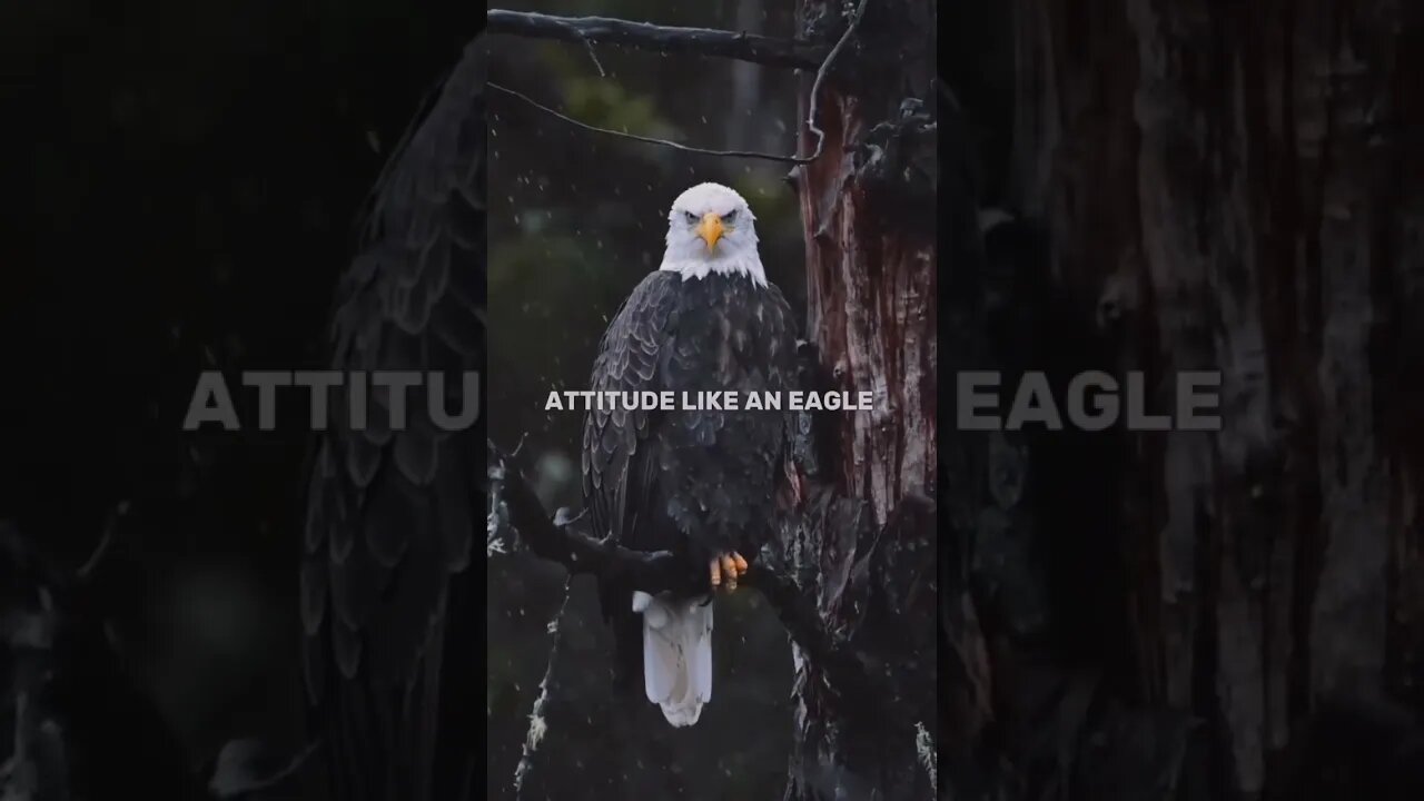 Attitude like eagle 🦅 #shortvideos #motivation #goneviral #motivation #shortvideos #viral