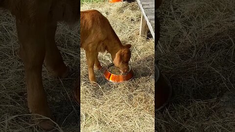 Calf's appetite is finally picking up!
