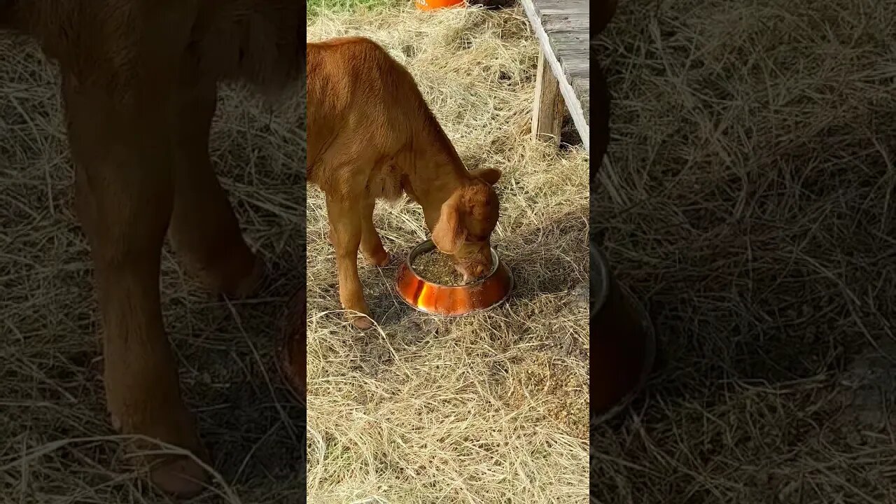 Calf's appetite is finally picking up!