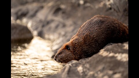 A beaver went swimming