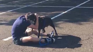 Cão reencontra donos e não consegue esconder a empolgação