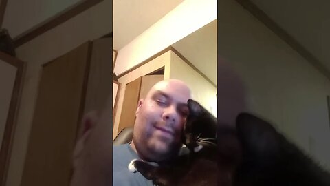 Take a Cat break #shorts #shortsfeed #shortsvideo #youtubeshorts #catvideos #cat
