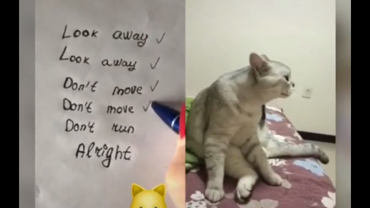 OMG! These Cats Are Really Talking. cats can actually speak English better than human