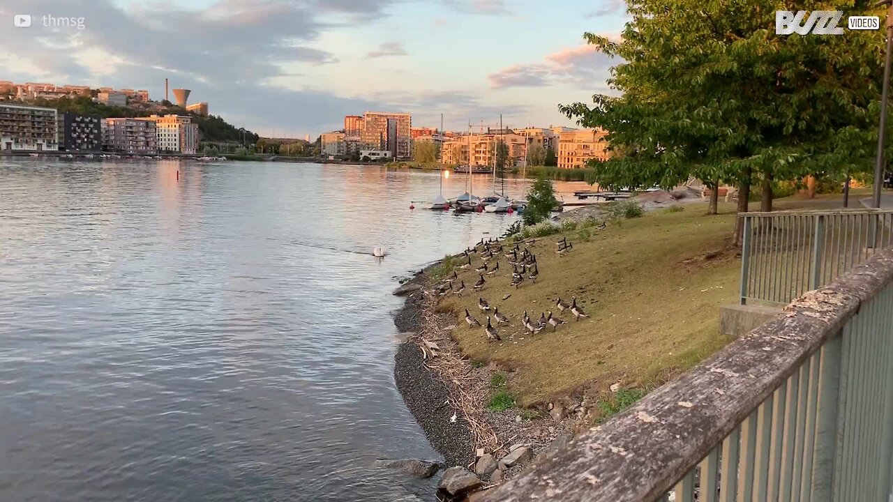 Neste lago quem manda é o cisne!