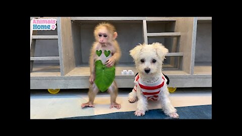 Amee dog steals BiBi's clothes