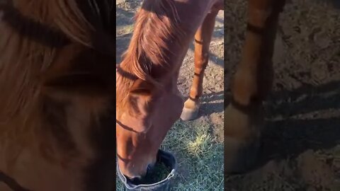 Alfalfa and Oates On A Cool Fall Morning #shorts #horses #boss #fugatefarms