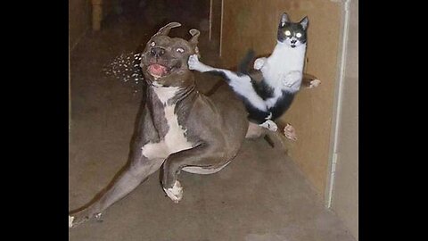 Funniest Animals 😄 New Funny Cats and Dogs Videos 😹🐶