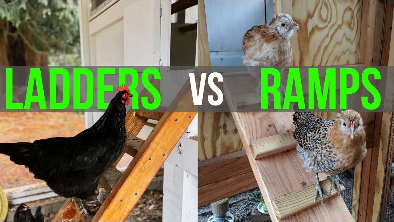 CHICKEN COOP LADDERS OR RAMPS - Is One Better?