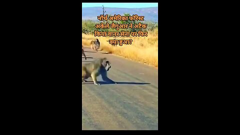#Jaguar Attached on Monkeys...