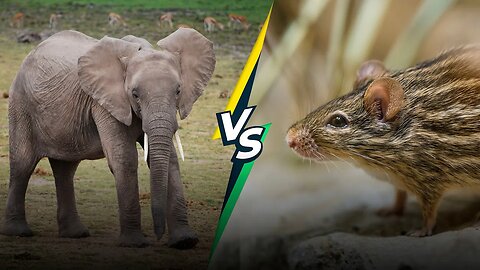 Are Elephants Really Scared of Mice?
