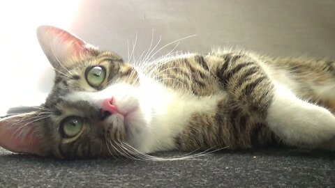 A Curious Little Cat