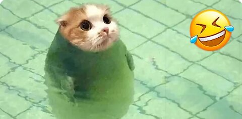 Funny Animal Cats and Dogs LOL