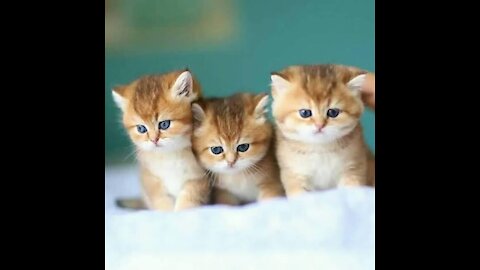 Funny Animals 2020🐱Funny animal world