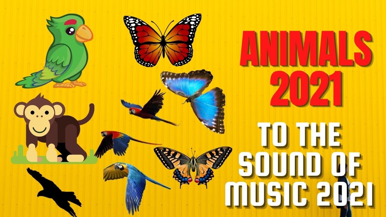 parrot 2021 butterflies 2021 monkeys 2021