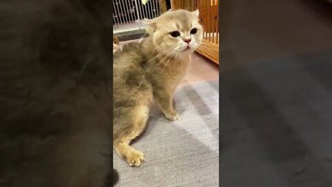 🐱Cutest Cats🐱Videos Compilation#