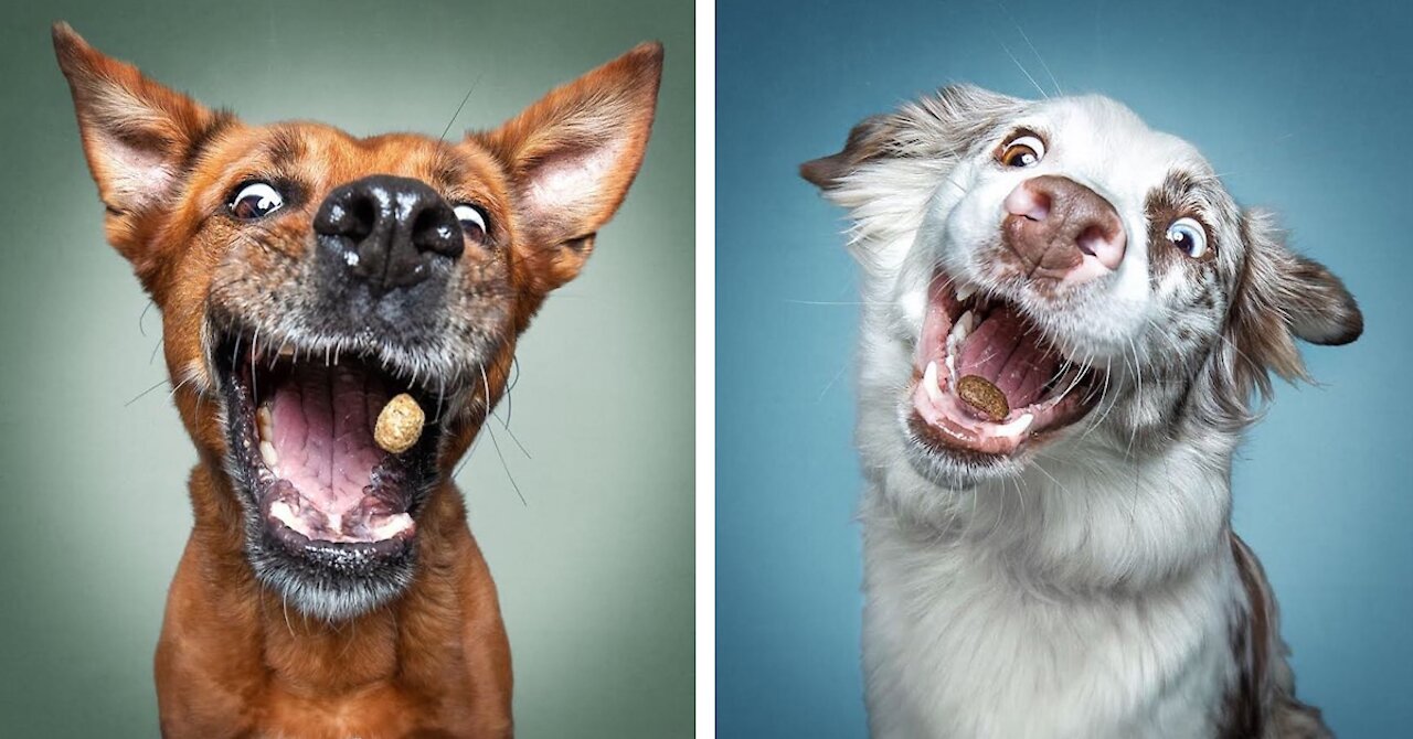 Cute and funny dog compliation#try not to laugh
