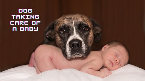 Dog taking care of a baby