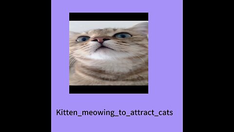 Kitten_meowing_to_attract_cats