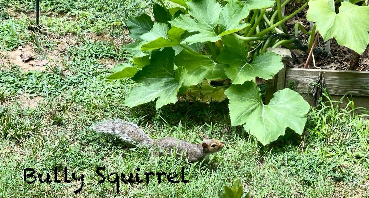 July Afternoon Surprises: Fledgling Bluebirds and a Bully Squirrel