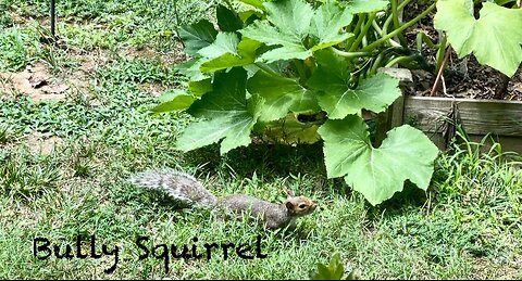 July Afternoon Surprises: Fledgling Bluebirds and a Bully Squirrel
