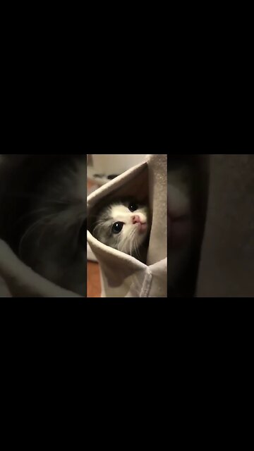 gemoy banget kucingnya masuk kantong || cute cat