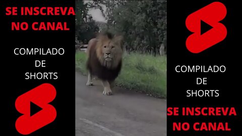 COMPILADO SHORTS (DIVERSOS 21)