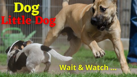 🐕 Dog Training Program – Big Dog Attack Little Dog