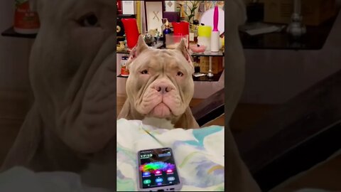 #shorts Смешные Собаки Из Тик Тока 162 Funny Dogs From Tiktok