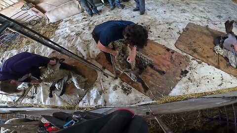 Sheep Shearing Run In Iowa December 2022