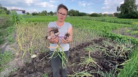 Копаю чеснок. Зачем же я его помыла?