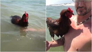 Sapevi che le galline sanno nuotare?