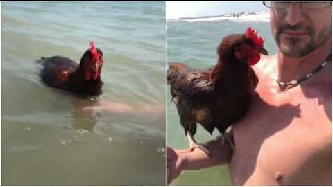 Sapevi che le galline sanno nuotare?