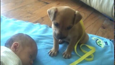 Sleepy Puppy falls asleep on baby