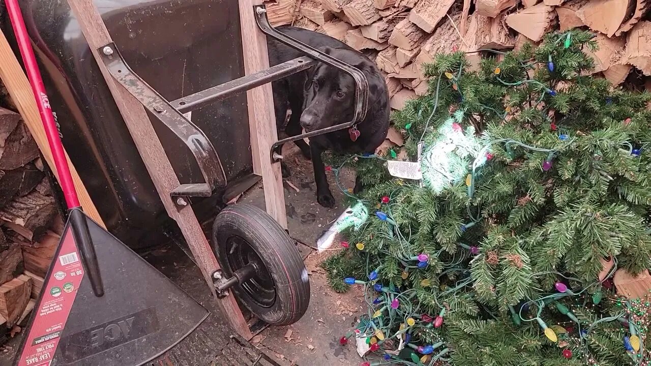 Cali the dog loves the woodshed #mice