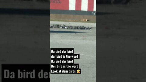 #birds
