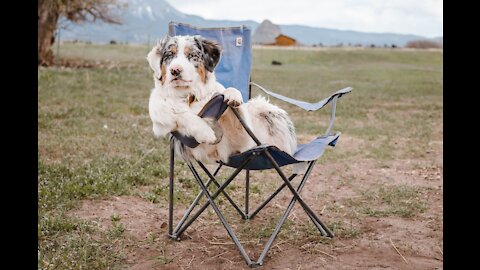 YOU CAN'T STOP LAUGHING while watching this FUNNY DOGS video