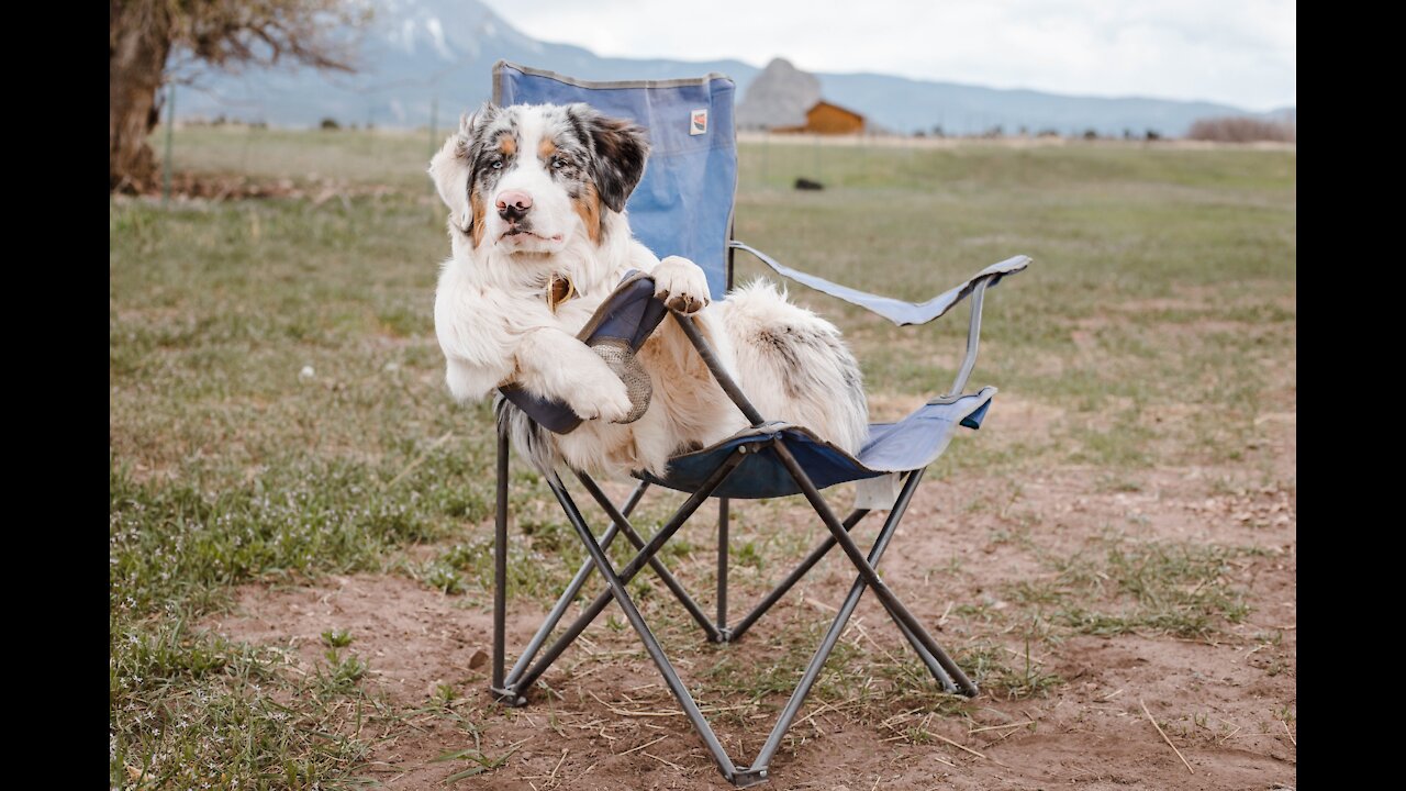 YOU CAN'T STOP LAUGHING while watching this FUNNY DOGS video