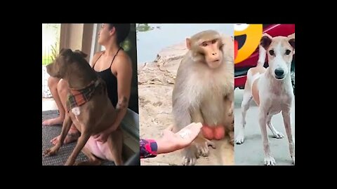 Funniest Dogs And Cats - Try Not To Laugh Funny Animal Video dont miss out