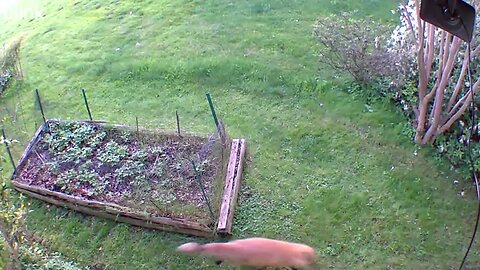2_EAST_FLOODLIGHT_VIDEO_CAM_2023-05-05T05_55_48-0400.mp4
