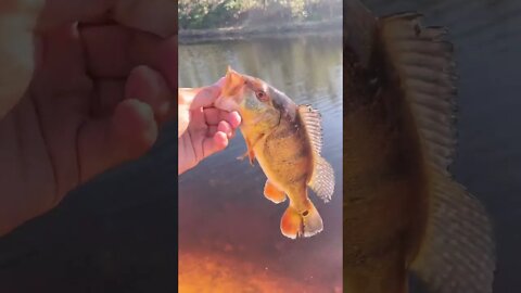 PEACOCK BASS on a jerk bait!
