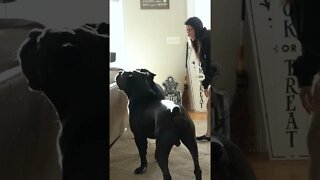 Corsos Go HARD With Woman #shorts #viral