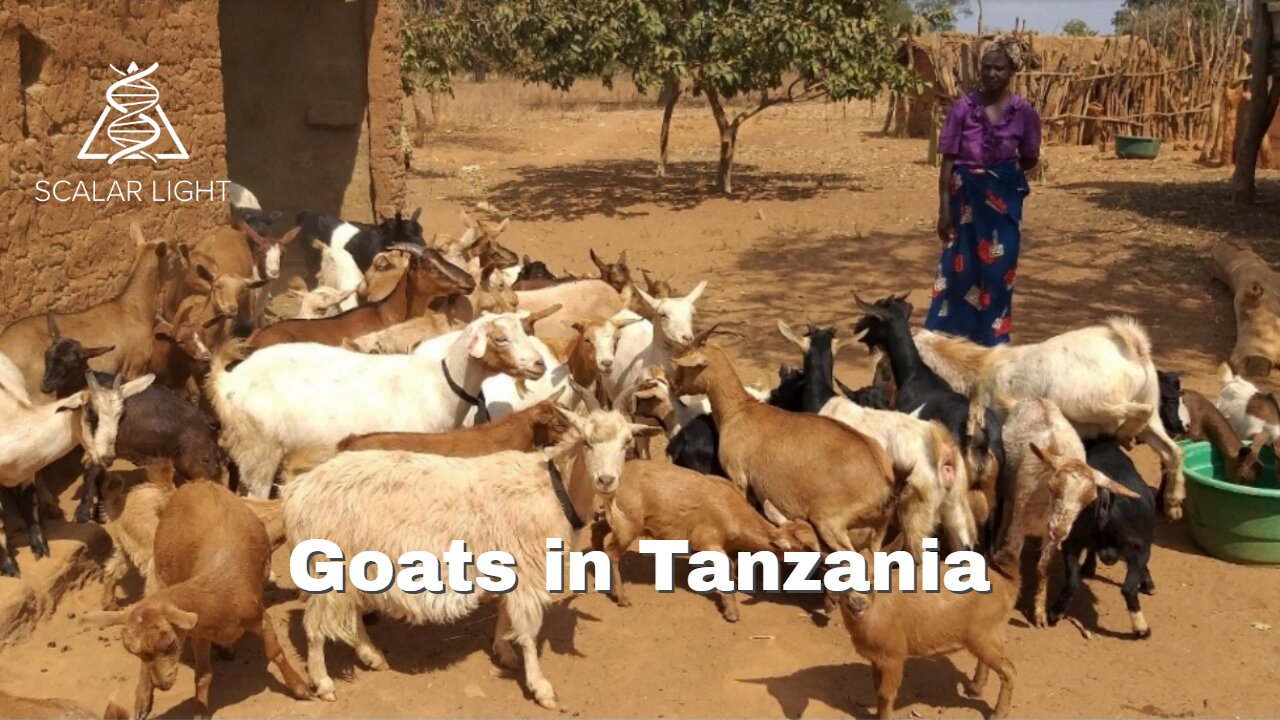 Goats in Tanzania