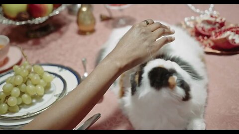 KUCING LUCU #PART 86