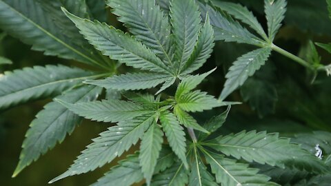 House To Make Historic Vote On Marijuana Legalization